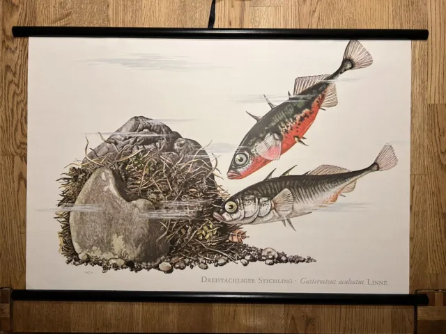 Stichling Fisch Fische Rollkarte Schulwandkarte 50 cm x 70 cm