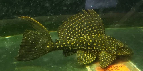 4"-5" Leopard Sailfin Pleco Algae Eater Live Freshwater Aquarium Fish