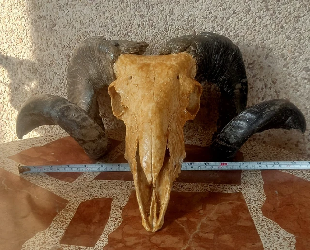 Cráneo tratado auténtico trofeo cornamenta cuernos grandes calavera Oeste 2