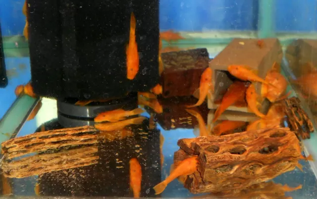 SUPER RED Bristlenose Pleco 1-1/2 inch Ancistrus sp. Bushynose Plecostomus LIVE!