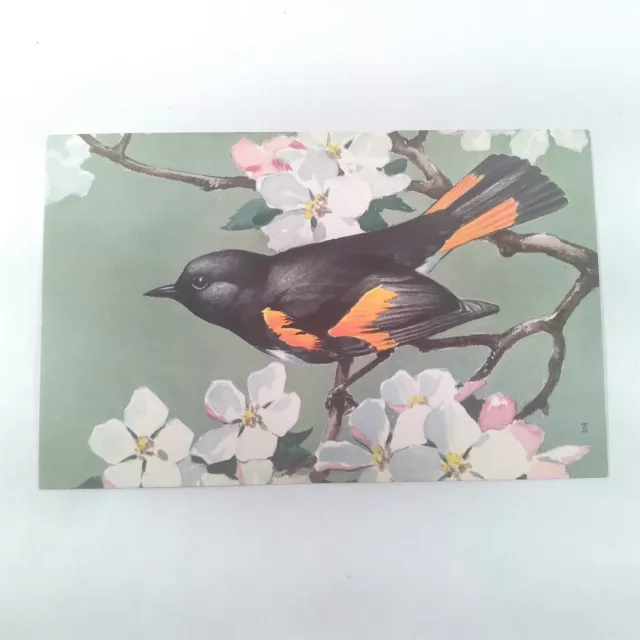 Redstart & Tree Blossoms Songbirds-7 National Wildlife Federation Postcard c1959