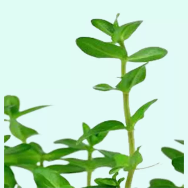 BUY 2 GET 1 FREE Bacopa caroliniana (Bunch 3-5 Stems) Live Aquarium Plants