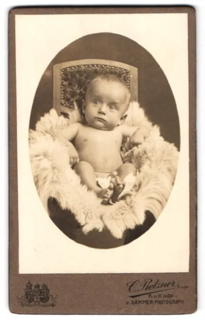 Fotografie C. Pietzner, Brünn, Portrait Fritz Hoschek mit 8 Monaten auf einem F
