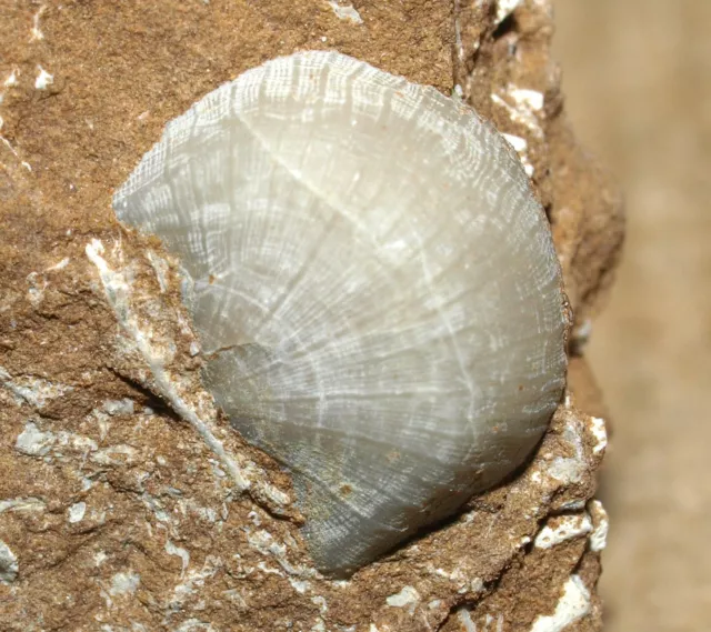 Fantastic Bekkerina dorsata   -Upper Ordovician  brachiopod + bryozoa