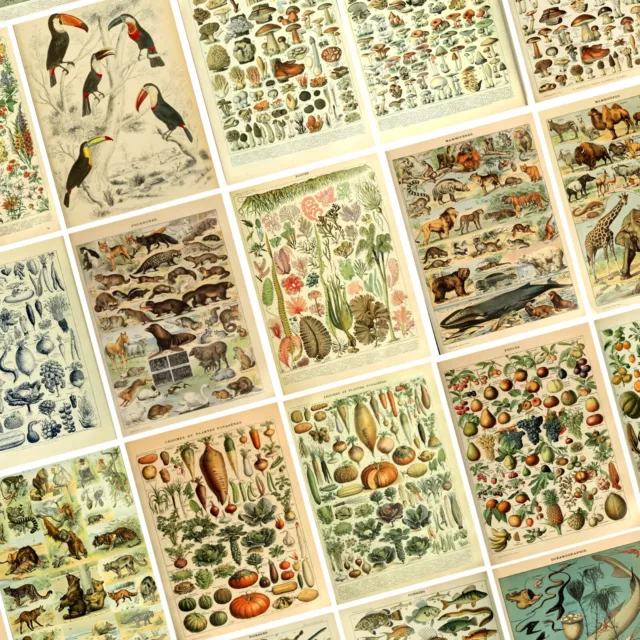 Botanical Birds Identification Wildlife Animal Flowers Trees Sea Life Poster
