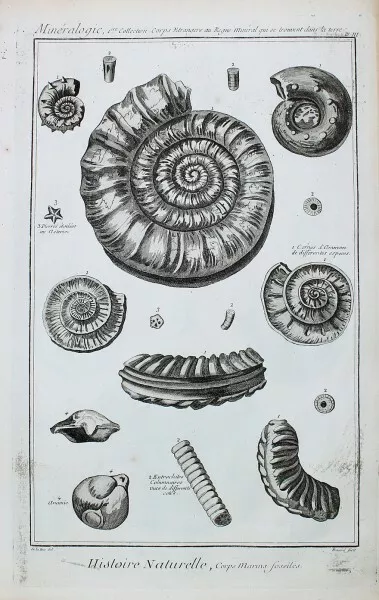 Muschel Snail Shell Coquille d'Escargot Concha Fossil Meeres-Schnecke Fossile