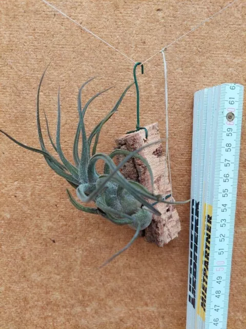 Tillandsia pruinosa , aufgebunden,