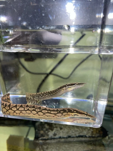 TIRETRACK EELlive tropical aquarium fish *PLS READ DESCR*