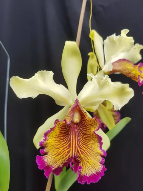 cattleya dowiana var Aurea orchid 4" pot C