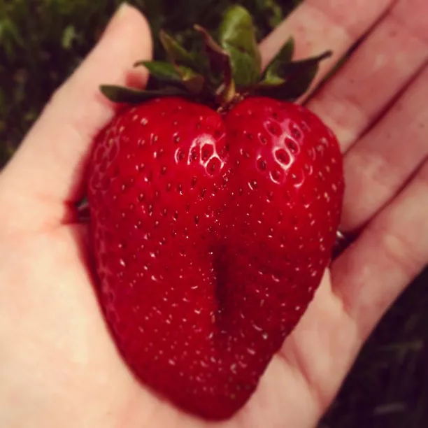 FREE POST AUSTRALIA GIANT STRAWBERRY Super Sweet Juicy Red Strawberry Seeds Seed