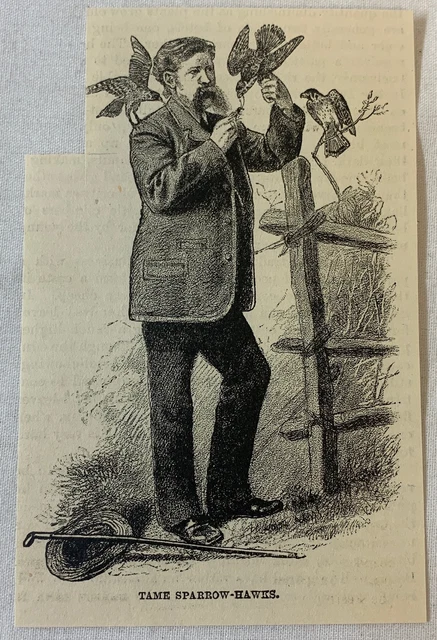 1886 magazine engraving ~ TAME SPARROW-HAWKS