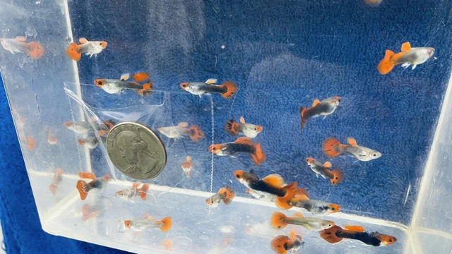 6 (2 Trios) Live Red Tuxedo Koi Guppy Livebearers Freshwater Aquarium Tank Fish