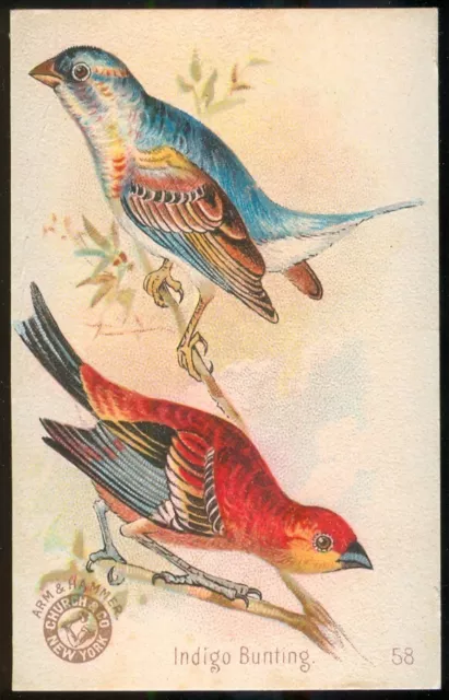 1896 INDIGO BUNTING Bird Card ARM & HAMMER Soda J2 CHURCH & DWIGHT #58 New Serie