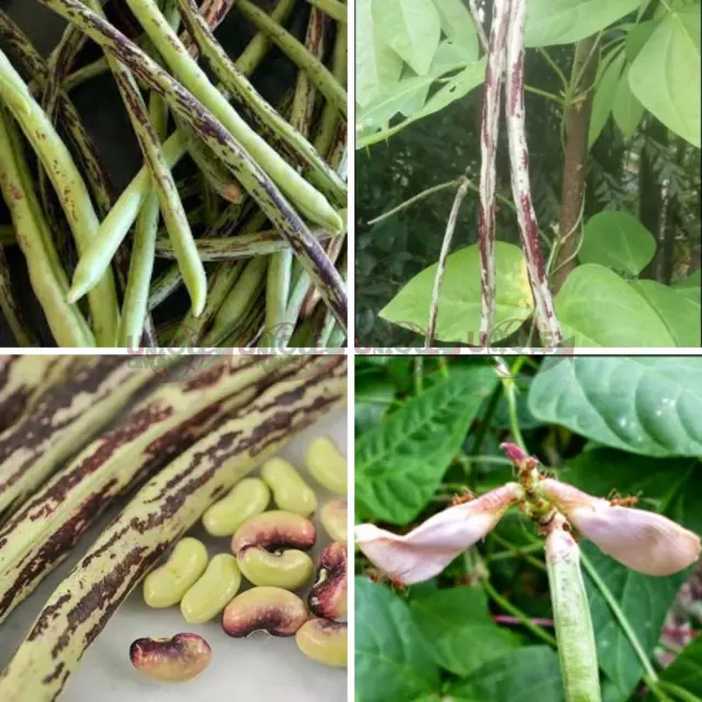 Thai Soldier Long Bean 100+ Seeds Asparagus Green Chinese fresh organic Ceylon