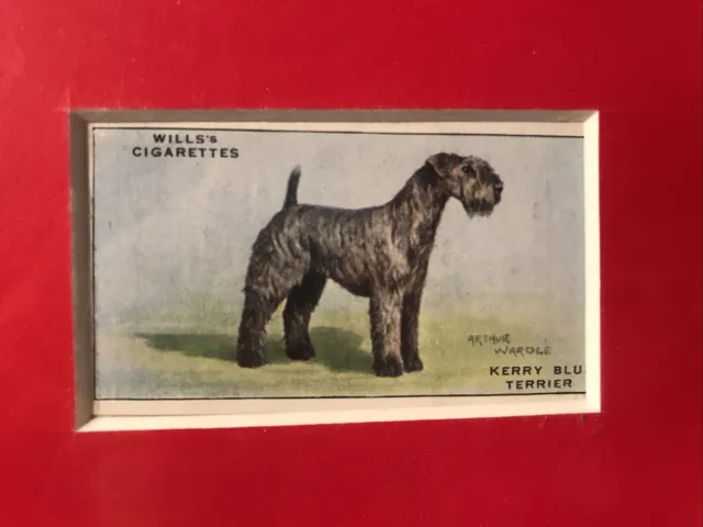 Matted Merry Blue Terrier 1937 SERIES OF DOGS WILLS CIGARETTE CARD
