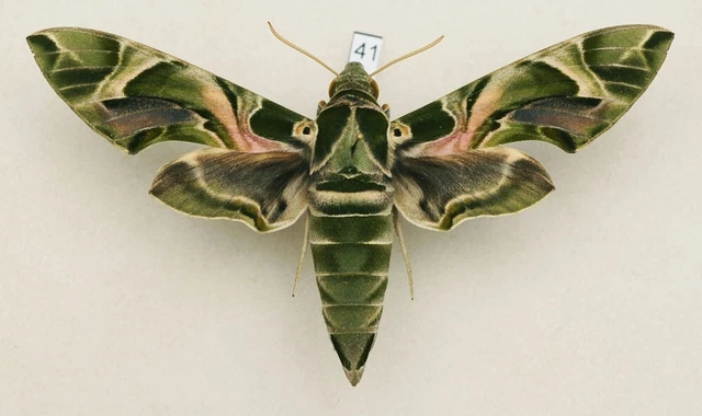 SPHINGIDAE - DAPHNIS nerii - Oleander Hawk-moth - #41 - female $15.17 ...
