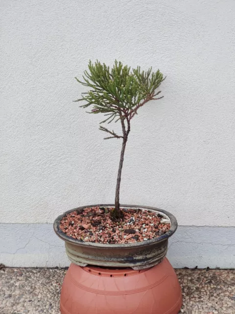 Bonsai Küstenmammutbaum (Sequoia sempervirens), winterhart, Mit Schale