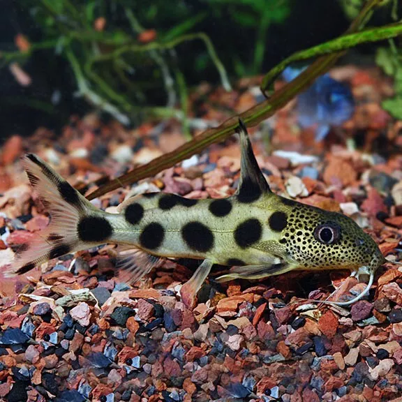 Synodontis Decorus Yellow Head Hybrid Catfish