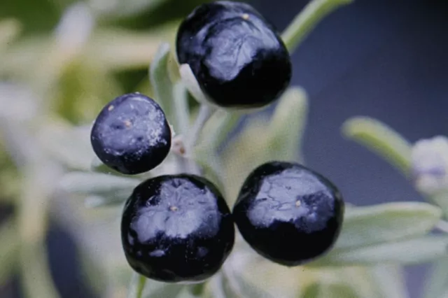 5 Seeds Black Goji Berry, Lycium Ruthenicum #761