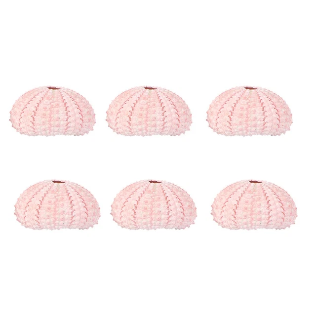 White Planters Sea Urchin Decorations Sea ​​urchin Shell Crafts