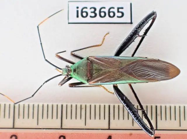 i63665. Hemiptera sp. Vietnam North.
