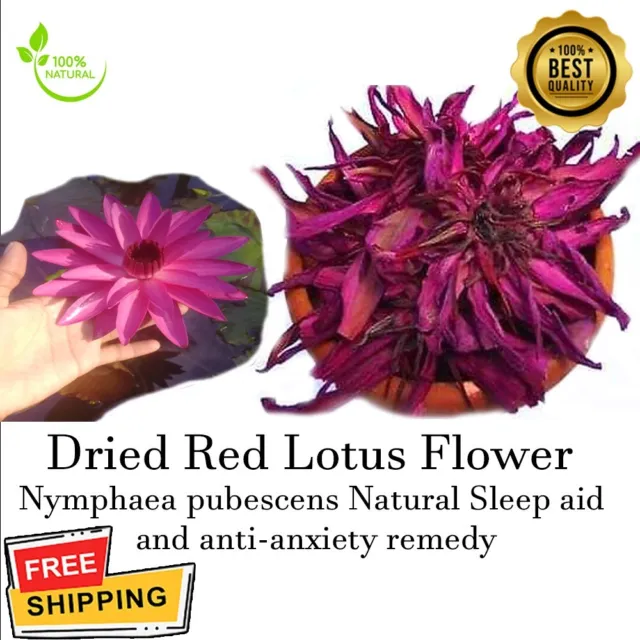 Flores secas al sol hierbas orgánicas puras de loto rojo ninfaea pubescens seleccionadas a mano
