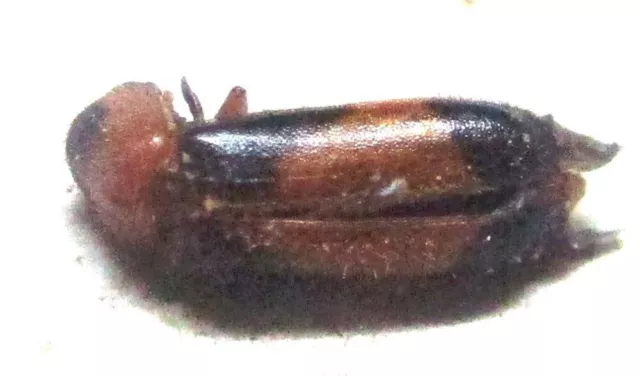 M017 PA : Cleridae species? 6mm**************************************
