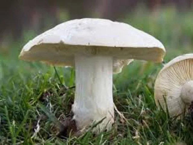 St George's Mushroom Calocybe gambosa Real naturall mushroom seeds spores $9.90,