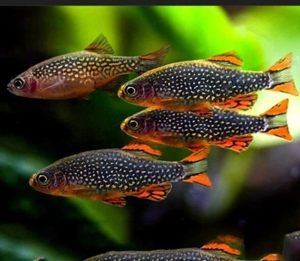 6x Galaxy Rasbora Live Fish 2Day Fedex Shipping