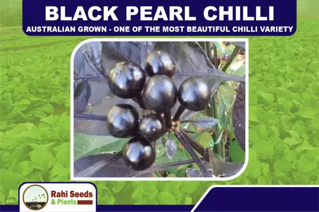 Black Pearl Chilli - Australian Grown - One of the most Beautiful Chilli Variety