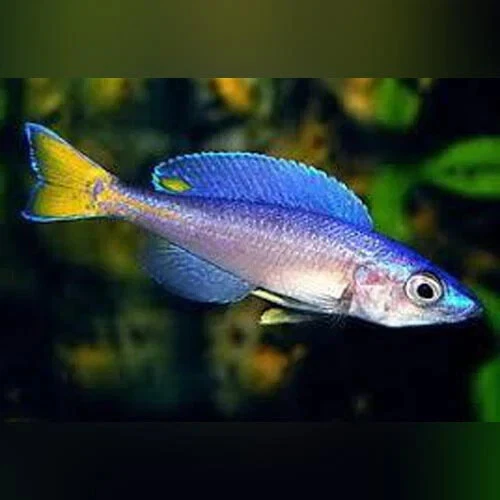 1 Live Cyprichromis leptosoma kitumba Premium Freshwater Tropical Fish Grade A++