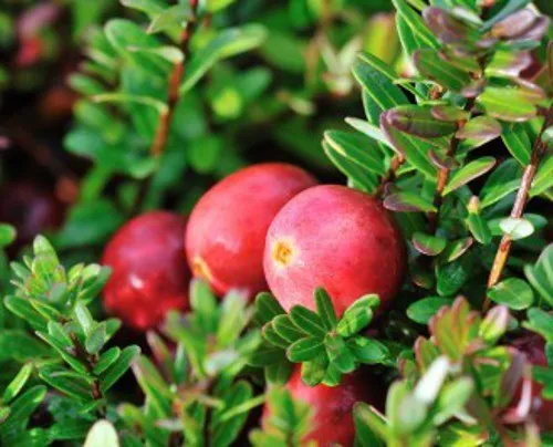 20 Samen Cranberry (Vaccinium macrocarpon), essbare B., Großfrüchtige Moosbeere