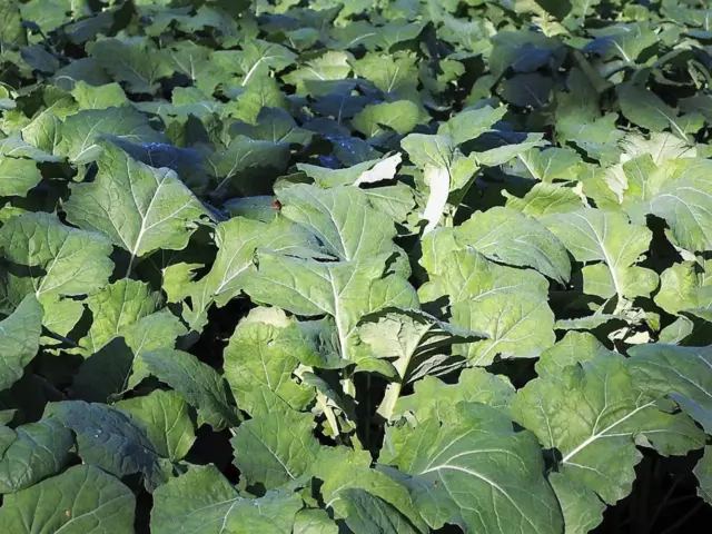 1000 Dwarf ESSEX RAPE KALE Brassica Napus Vegetable Seeds