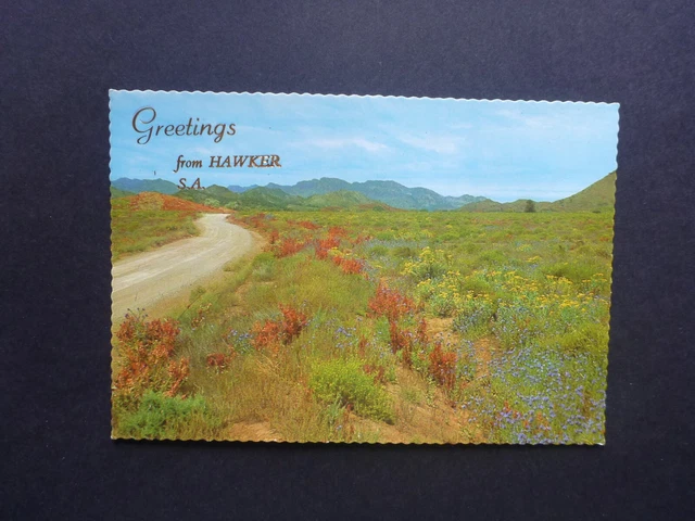 Retro Australian Postcard- Wildflowers At Hawker, Flinders Rangers, Sa