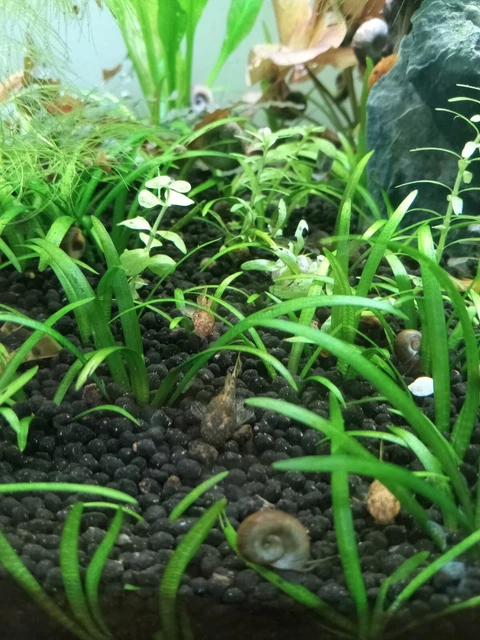 5 pack Calico Bristlenose Pleco Juvenile ~1-2"