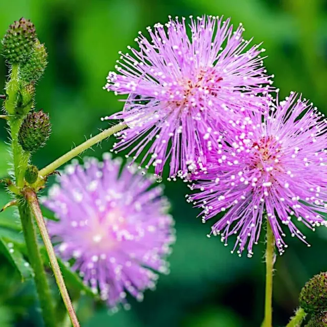 Dwarf (Mimosa pudica) "Sensitive Plant" Tropical Houseplant Flower Tree Seeds