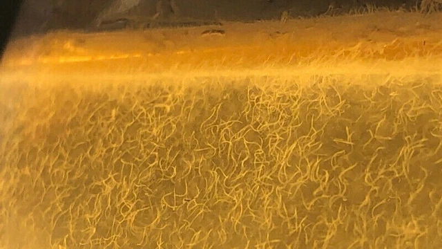 VINEGAR EELS  LIVE STARTER CULTURE  Food For Betta Guppy Nano Fish Small fish