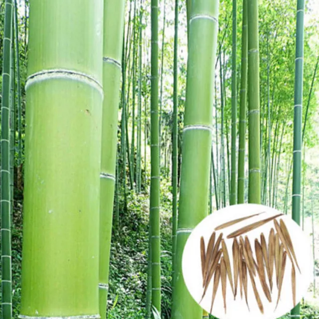 100Pc Phyllostachys Edulis "Moso" Bamboo Seeds Pubescens Seed Garden Plants Deco