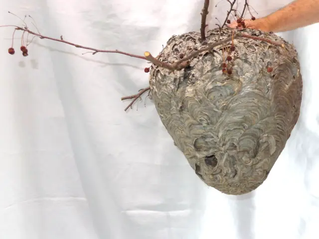 Large Paper Hornets Wasp Nest w/ Branches 16 by 15"  Nice!!! Circumference 41"