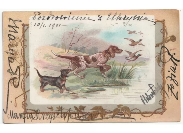 1901 Carte Postale Premières '900 Chien Teckel Et De Chasse Canards Cadre
