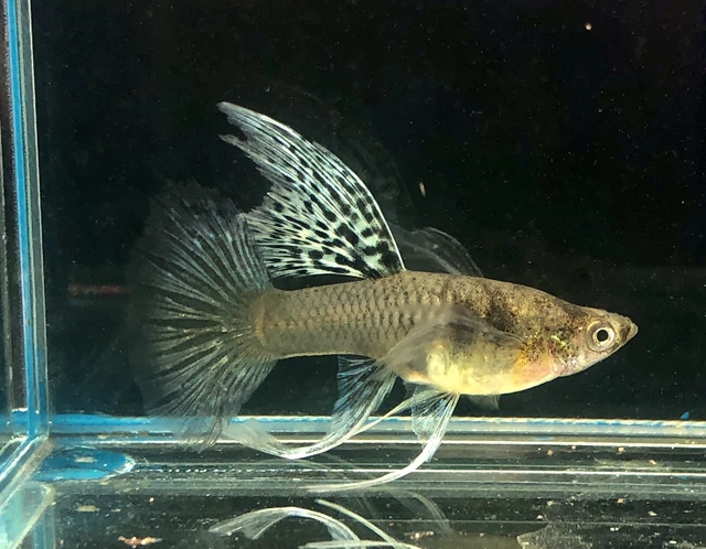 1 Female- Tiger King Cobra Ribbons- Live Aquarium Guppy Fish High Quality