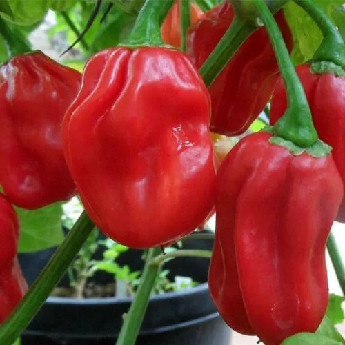 Red Habanero Pepper Seeds | Non-GMO | Free Shipping | Seed Store | 1004