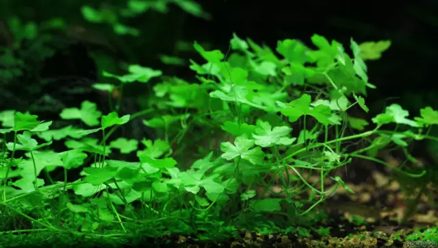 Hydrocotyle Tripartita "Japan" Pennywort 4oz Cup- Live Aquarium Carpeting Plant✅