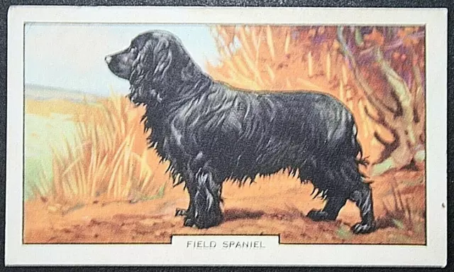 FIELD SPANIEL   Gun Dog   Original 1930's Vintage Card  SC07M
