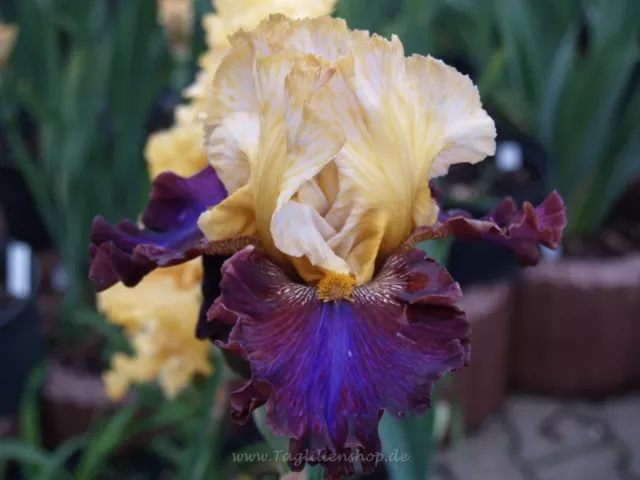 Schwertlilie / Iris " Mysterioso "