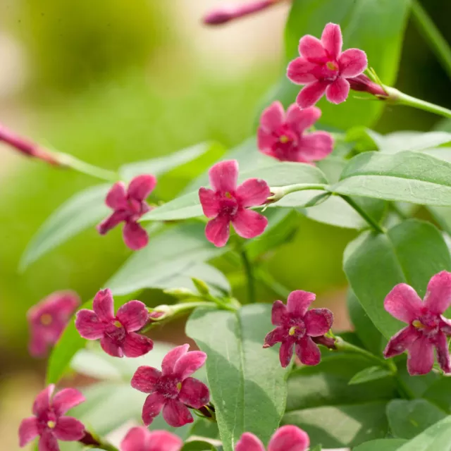 Jasminum Beesianum Red Jasmine Red Pink Flowering Climbing Plant 9cm & 17cm Pot