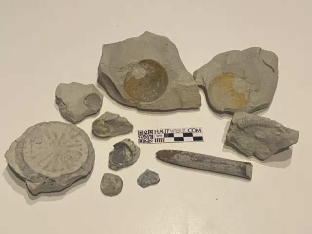 Fossilien aus Misburg Muscheln Brachiopoden Ammonit Belemnit Sonnenschwamm