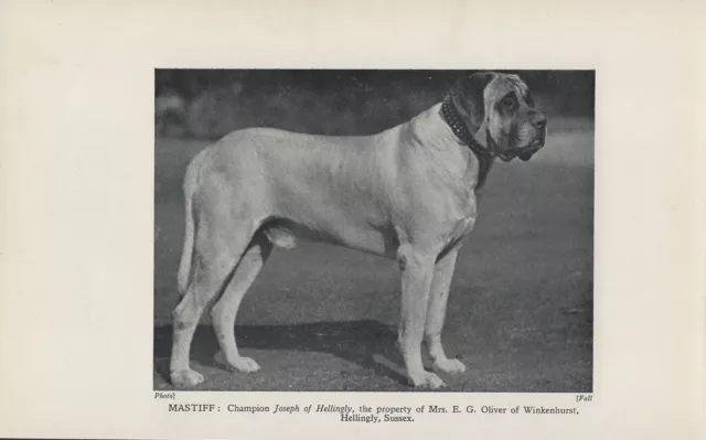 MASTIFF NAMED CHAMPION DOG OLD 1930's PRINT