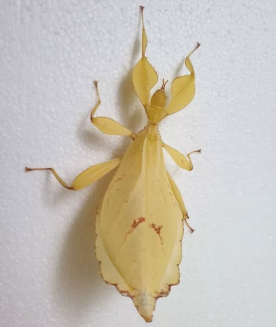 30 Eier von Phyllium Philippinicum Wandelndes Blatt Parthenogenese Gold Grün Rot 3