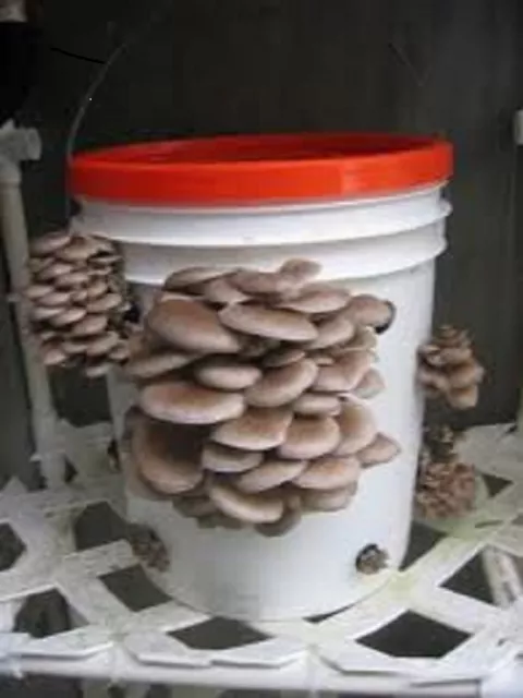 Winter Oyster mushrooms pleurotus ostreatus Real naturall seeds spores $9.90